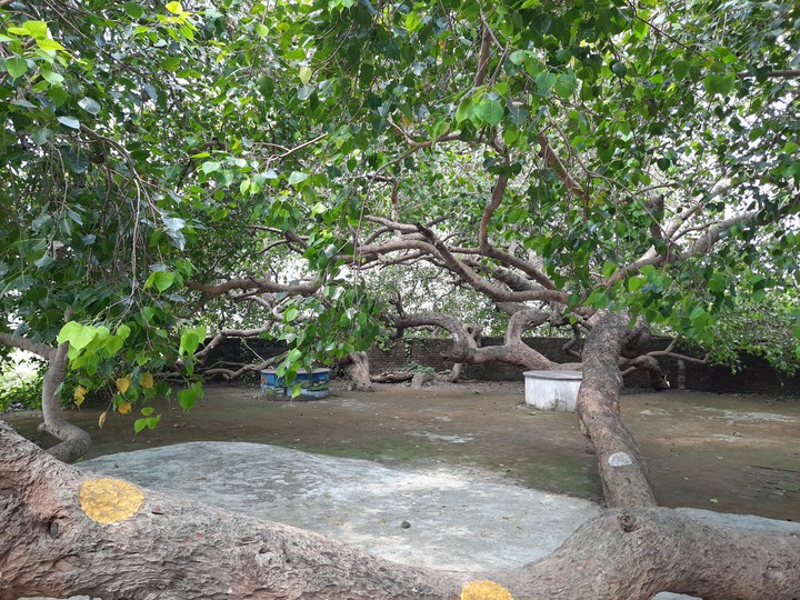 Circle of a Tree