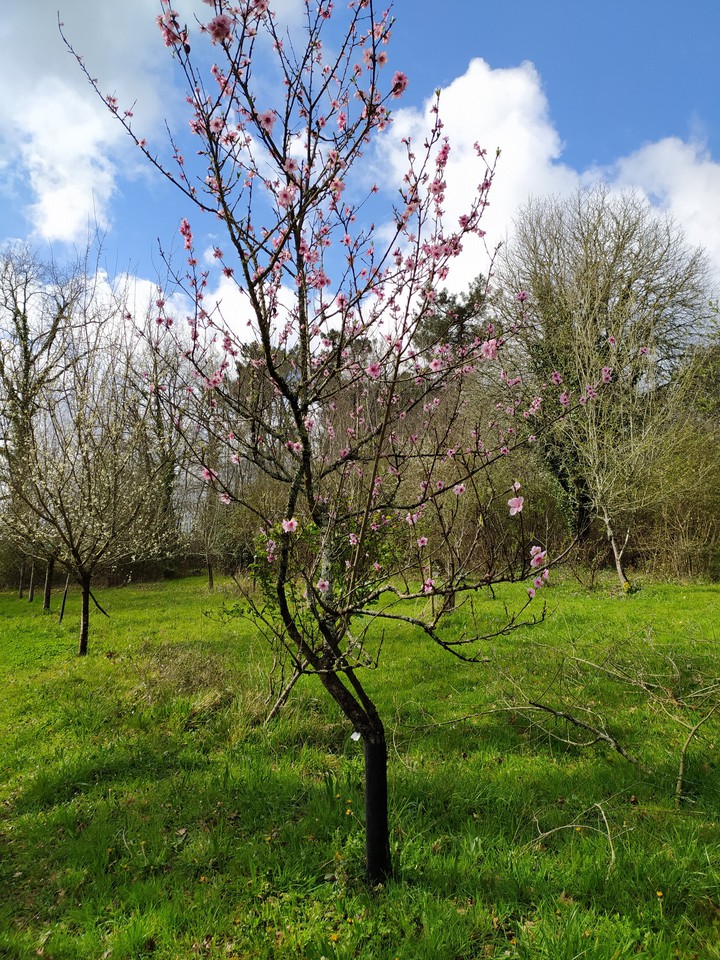 cherry tree