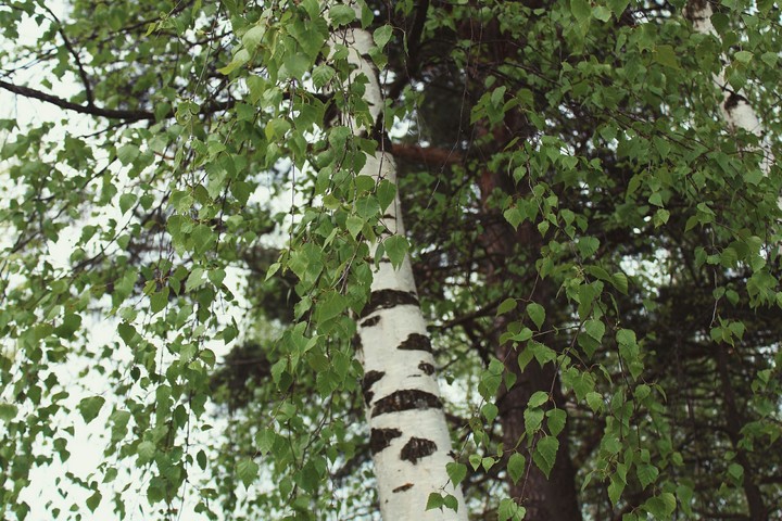birch