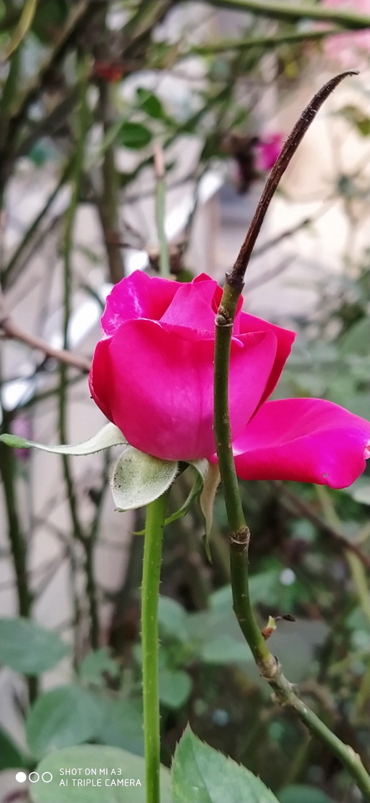 rose