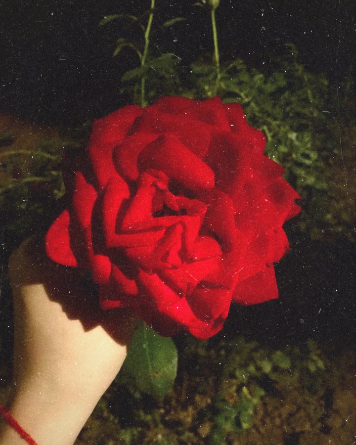 rose ?