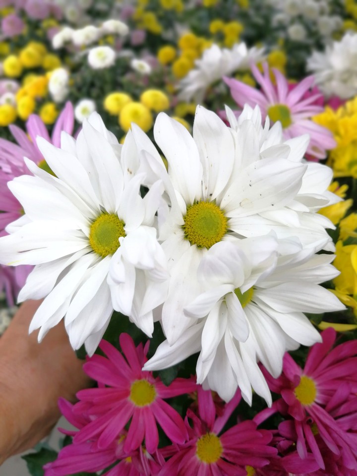 Blumen