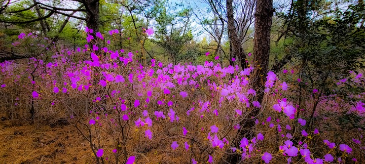 수겅산 참꽃