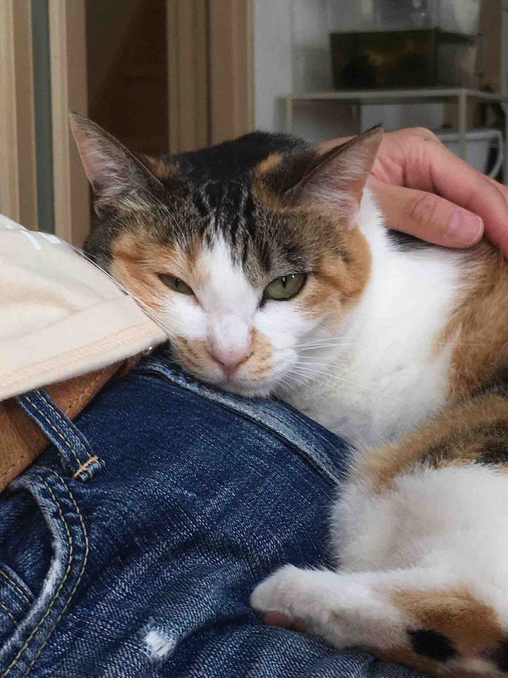 cat