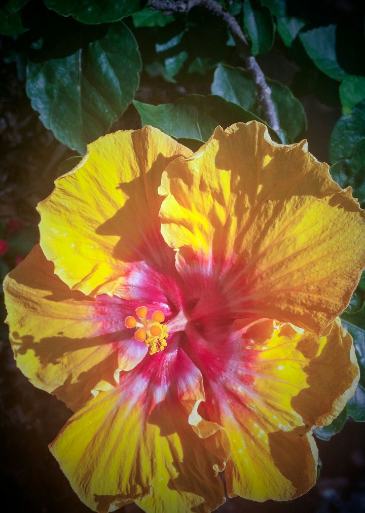 yellow hibiscus