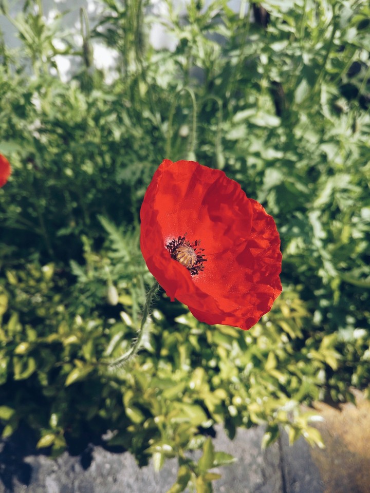 red flower