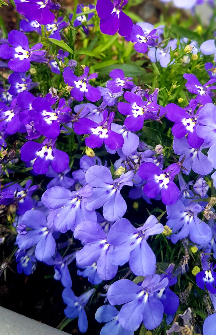 purple
