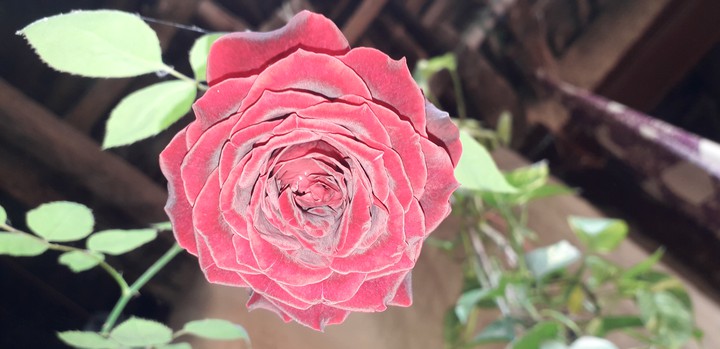 rose