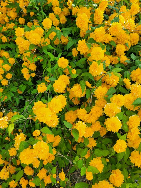 fondos de pantalla shrub, grass