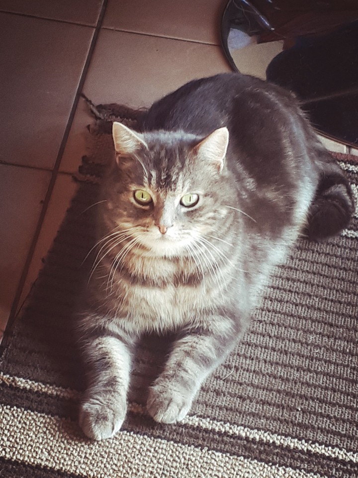 My cat - Mon chat