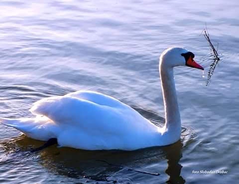 swans