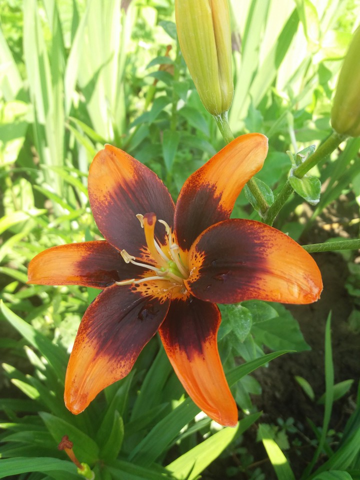 Orange lily