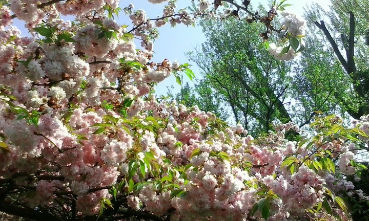 Spring tree in blossom :))