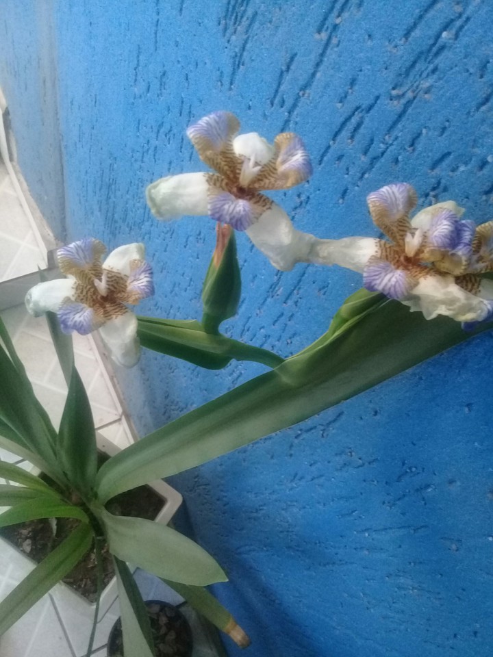 flower of the day