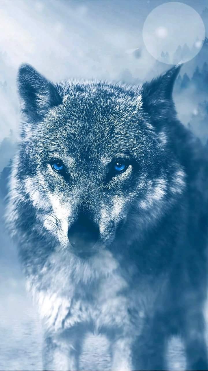 wolf