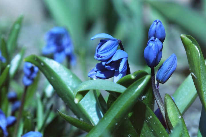 Spring