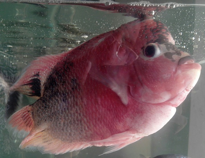 Fish