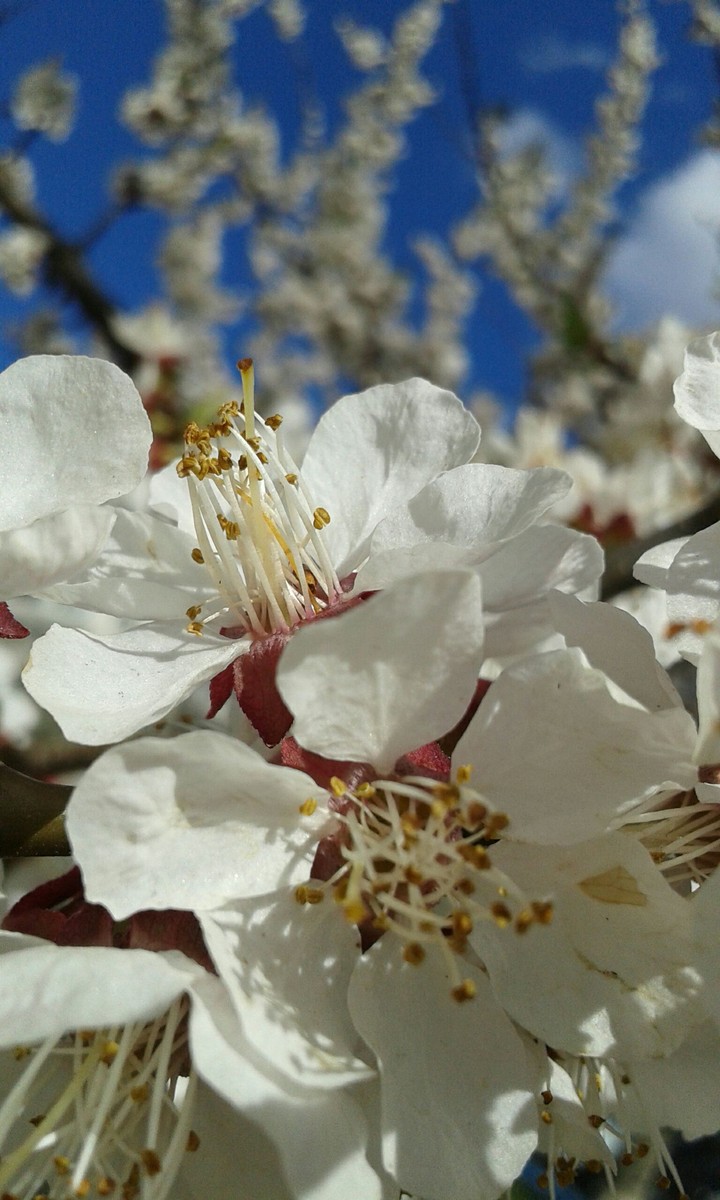 Blossom