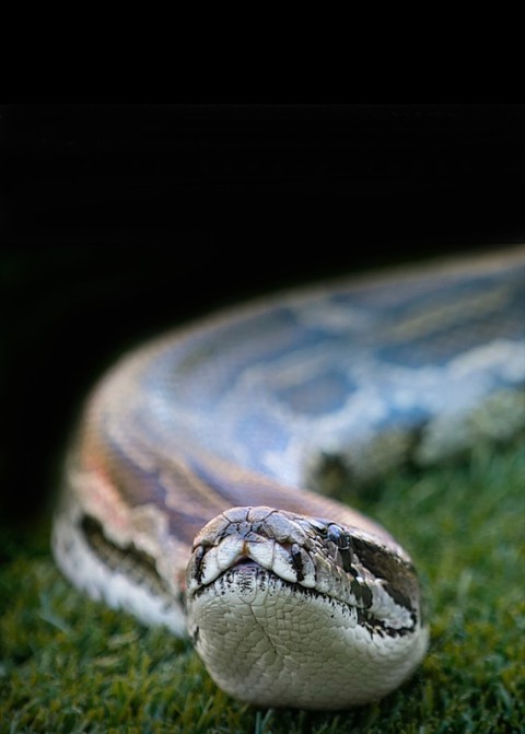 Jr