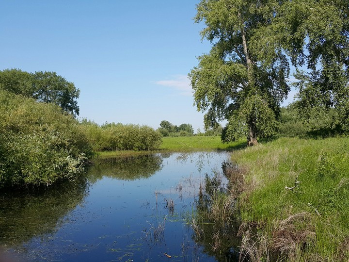 Nature in July