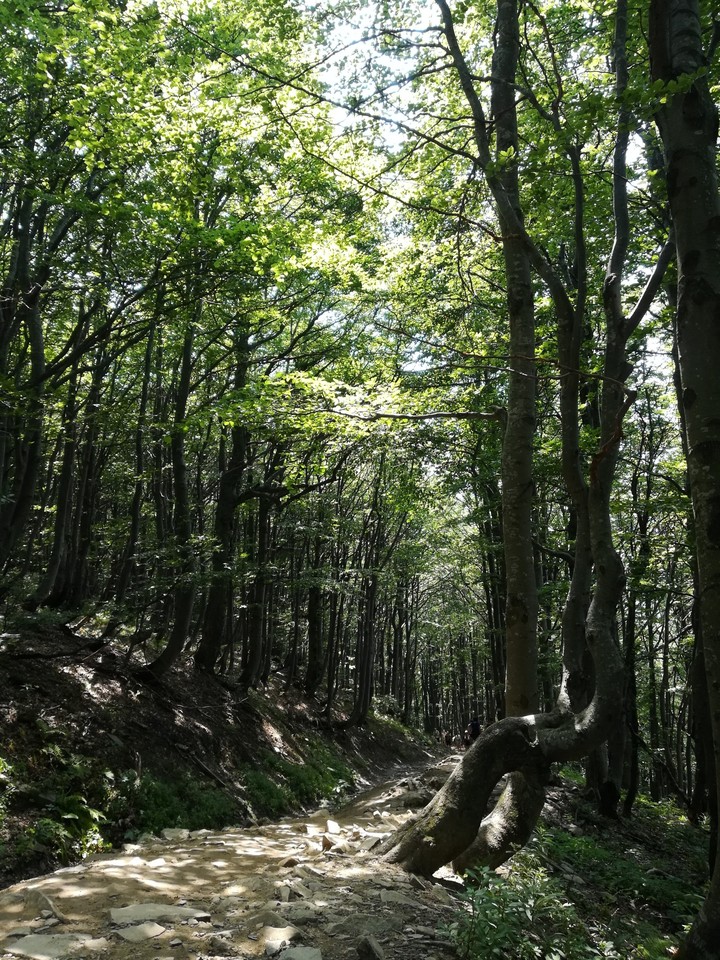 trees