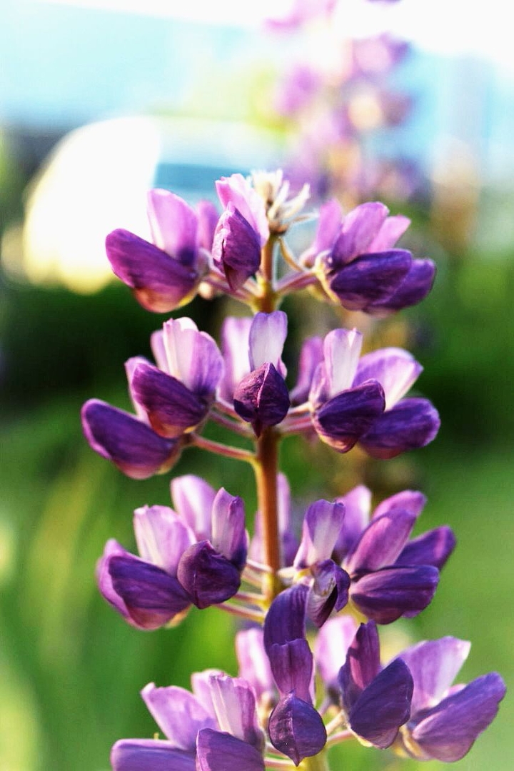 lupine