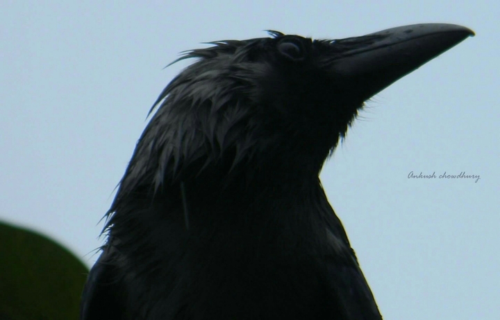 The wet crow