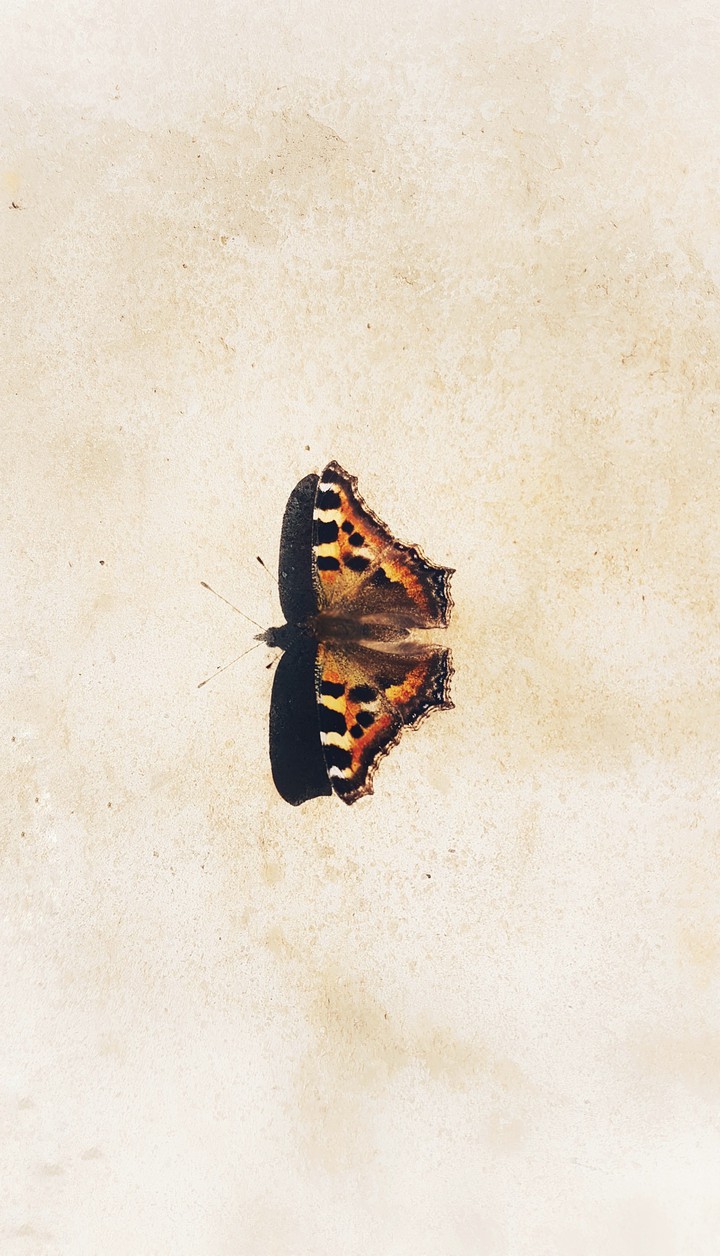 as clam as this butterfly