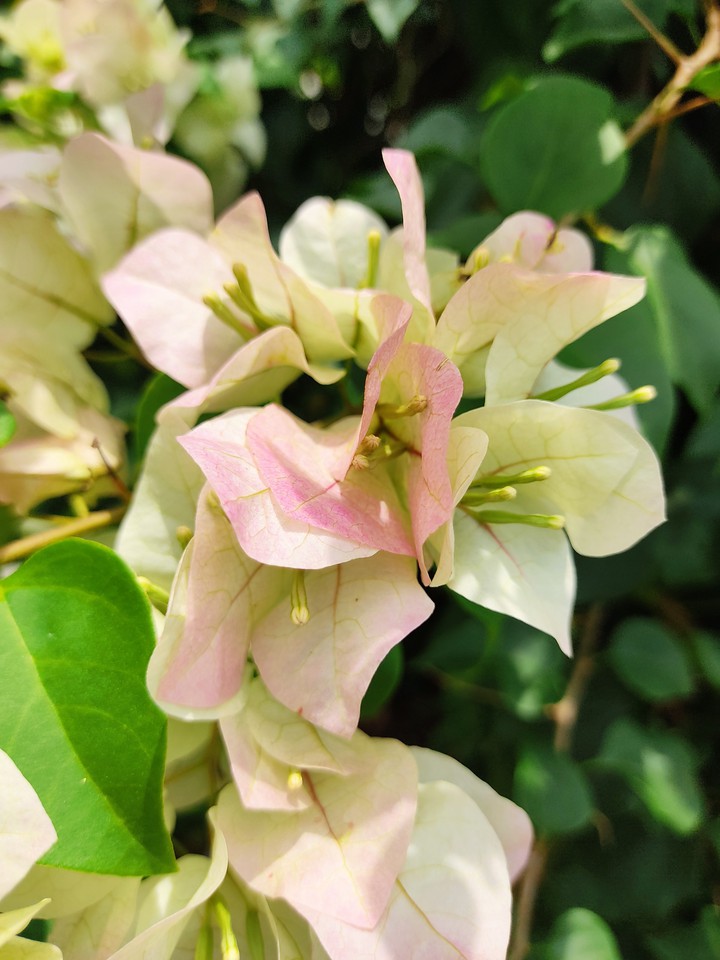 bougainvillea