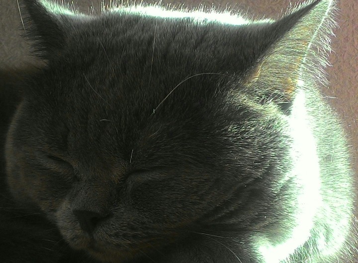кот