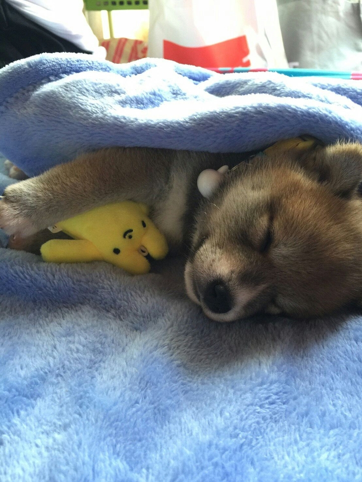 DOG柴