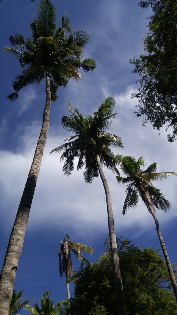 coconut trees