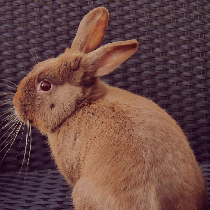 bunny