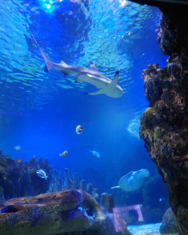Acuario de Benalmádena Beach