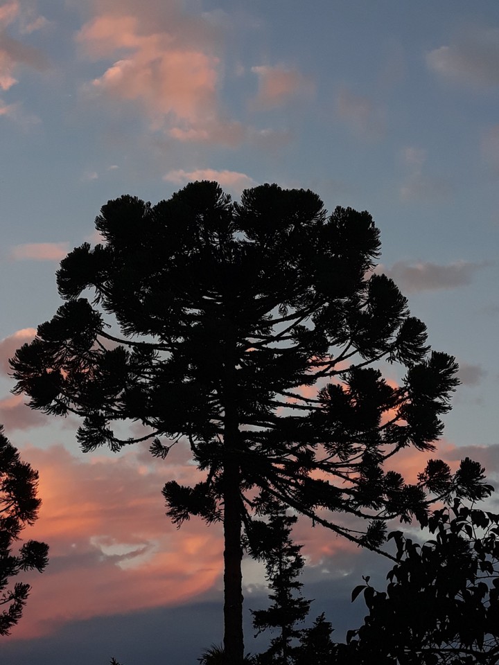 Araucária