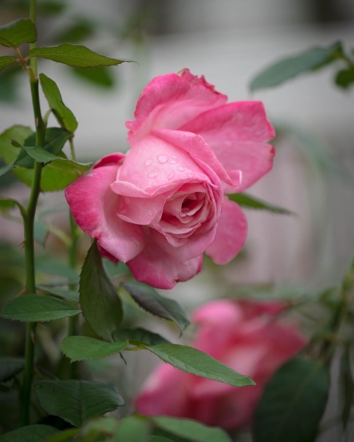 Rosa
