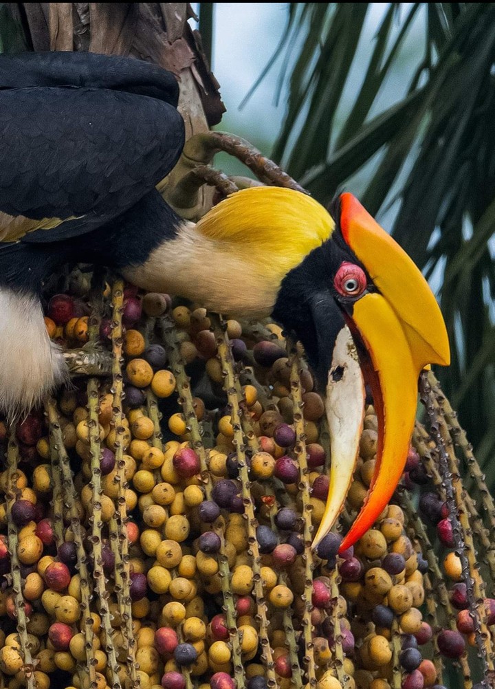 bird