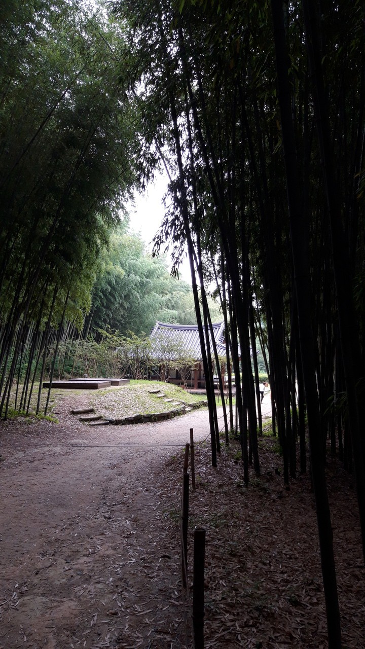 bamboo