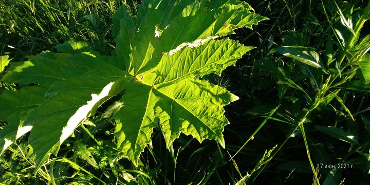 Green leaf