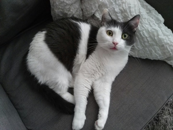 #mysweetcat