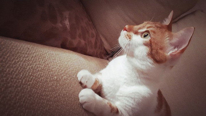cat
