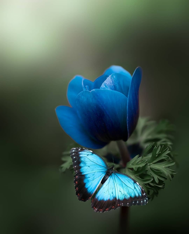 blue flower, butterfly ...