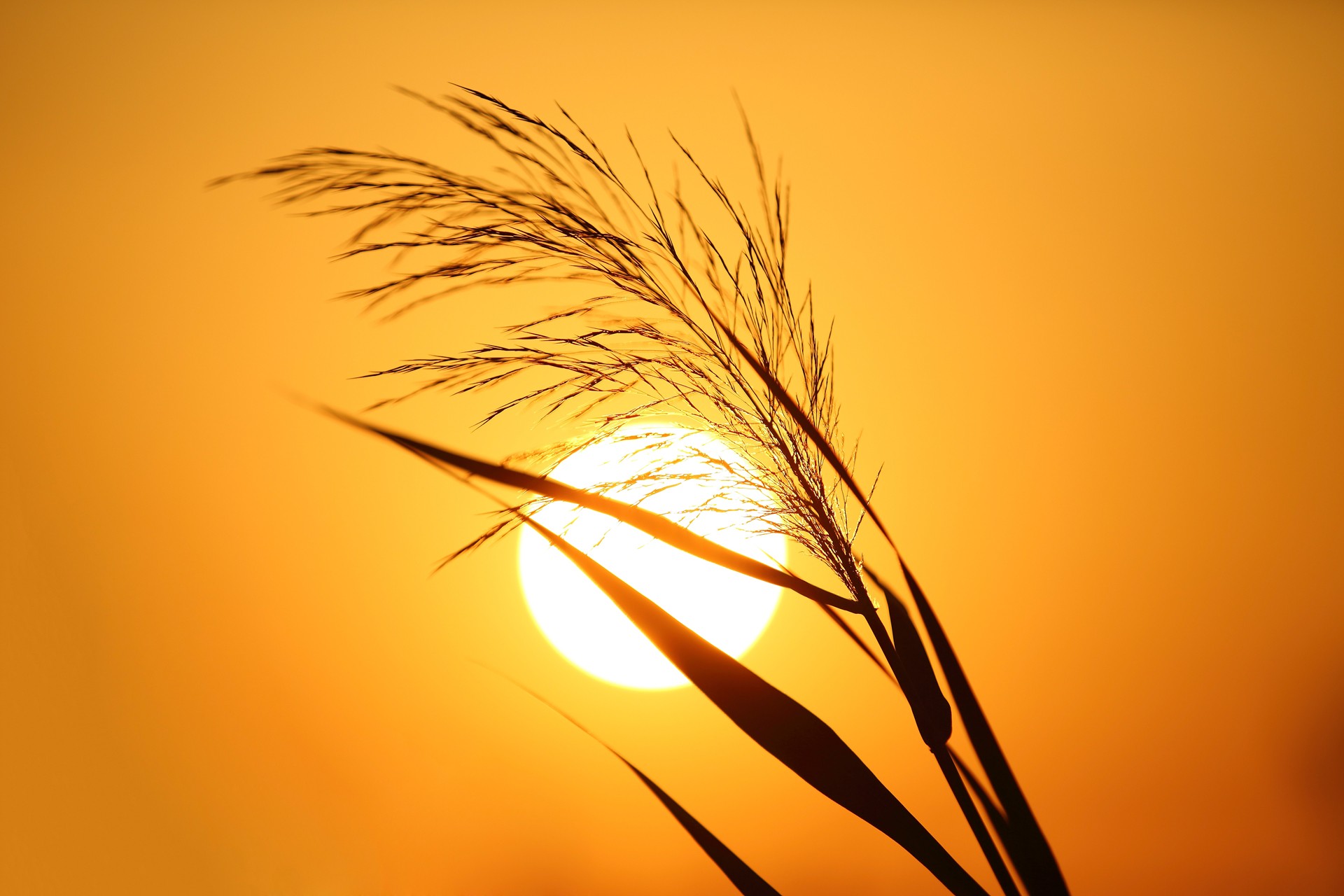 Shade from Sun