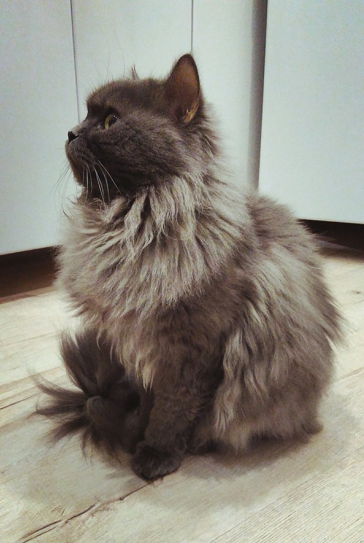 Кот