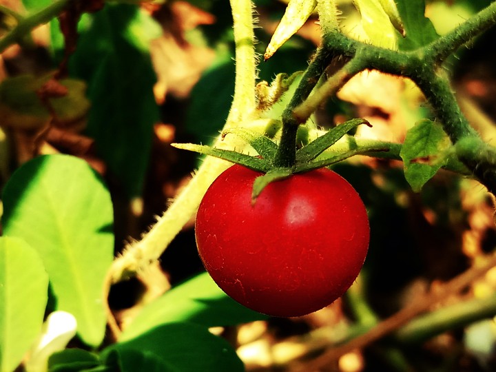 fruits tomato