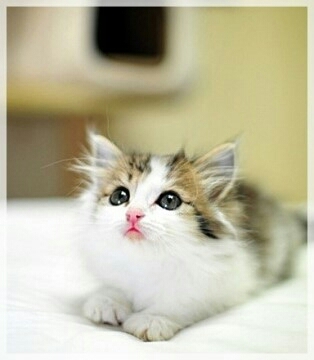 cute cat