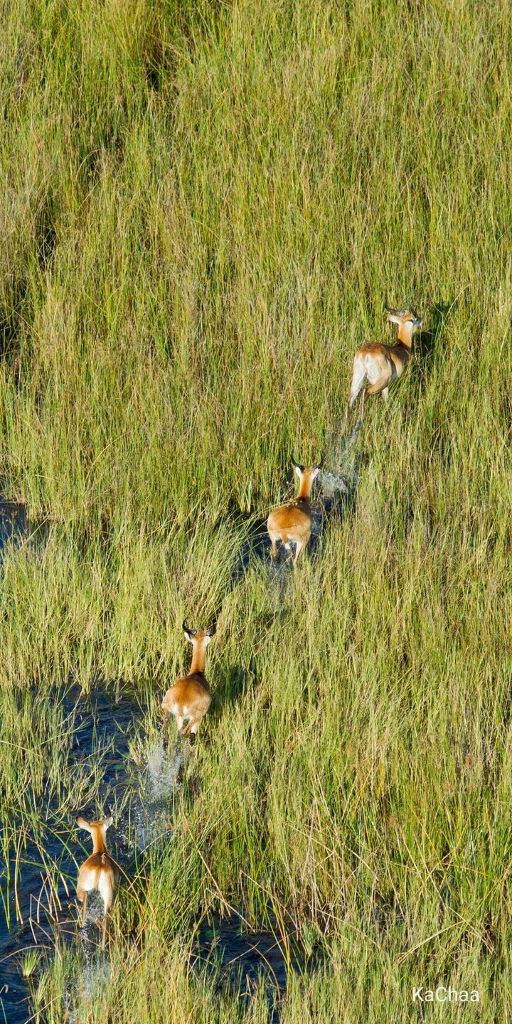 Deers