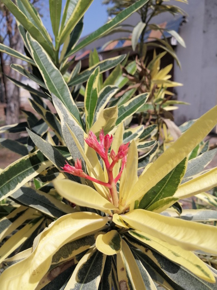 plant