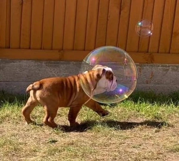 собака