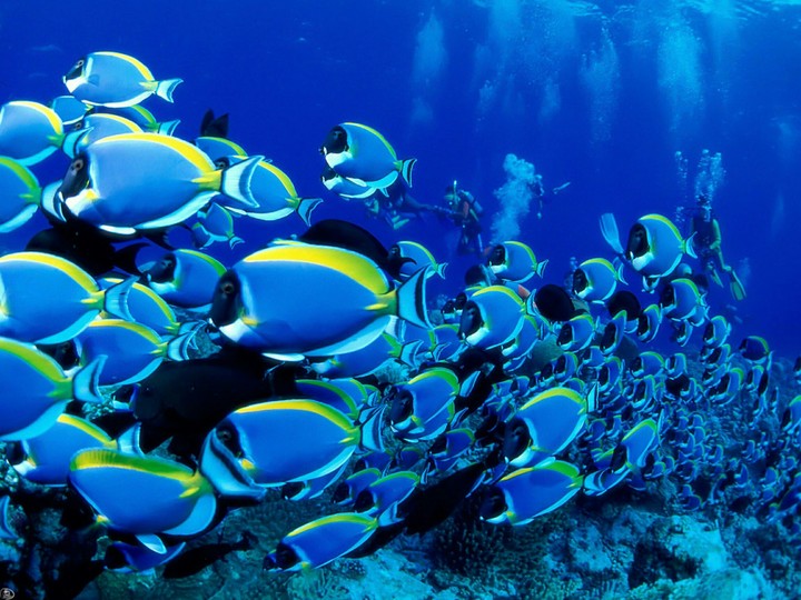 fish